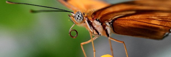 Motyl, Kwiat, Żółty, Pomarańczowy