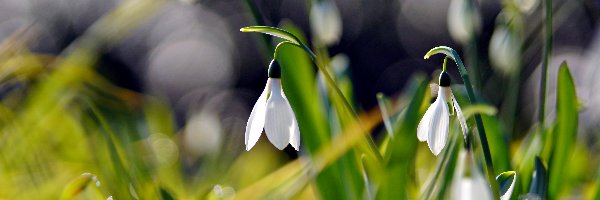 Wiosna, Kwiaty, Przebiśniegi