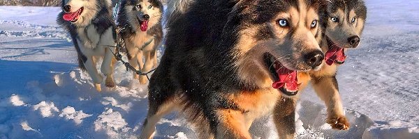 Zaprzęg, Siberian Husky, Psy