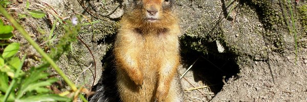 Norka, Suseł