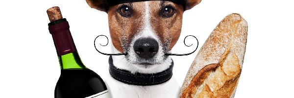 Pies, Wąsy, Beret, Wino, Bagietka