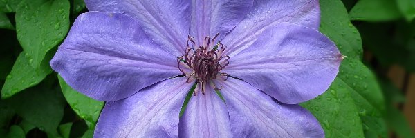 Clematis, Kwiaty, Przyroda