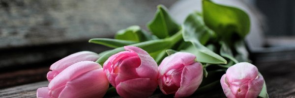 Kwiaty, Tulipany