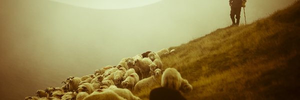 Owce, Górska, Pasterz, Pastwisko, Łąka