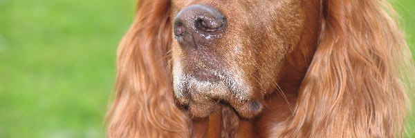 Łeb, Spaniel, Cocker