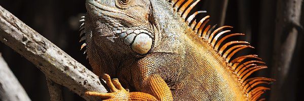 Legwan zielony, Iguana