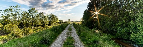 Polna droga, Promienie słońca, Drzewa, Lato