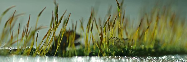 Źdźbła, Bokeh, Makro, Mech