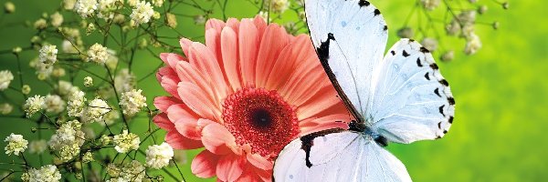 Gerbera, Motyl