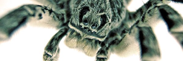 Tarantula, Pająk