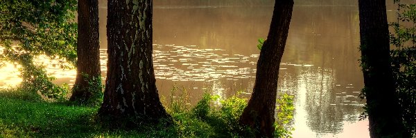 Rzeka, Mgła, Poranek, Drzewa