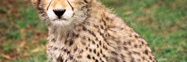 Gepard