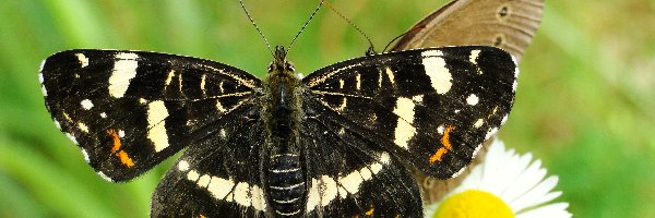 Rusałka kratkowiec, Motyl