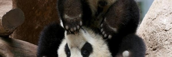 Sztuczka, Panda