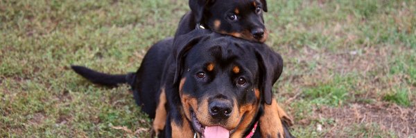 Rottweilery, Dwa