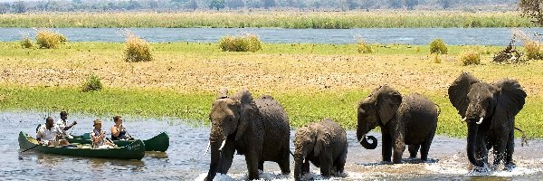 Rzeka, Zimbabwe, Łodzie, Słonie