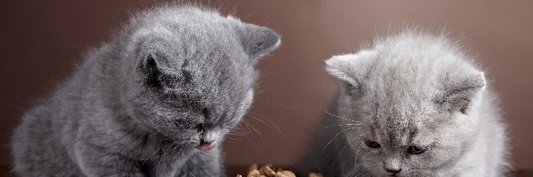 Dwa, Kotki, Szare, Karma, Miska