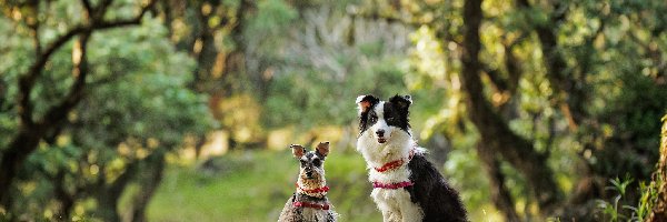 Łąka, Border collie, Sznaucer miniaturowy, Tło, Rozmyte