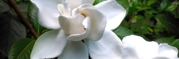 Gardenia, Kwiat, Biały