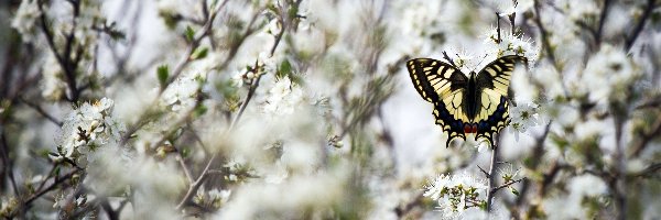 Motyl, Gałązki, Paź królowej, Kwiatuszki, Białe