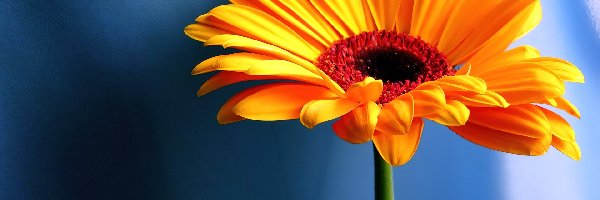 Gerbera, Żółta