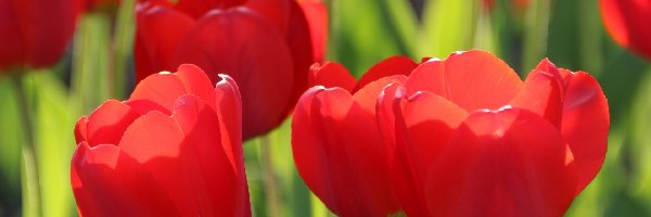 Tulipany, Czerwone, Rozwinięte