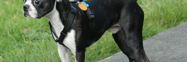 Trawa, Chodnik, Boston terrier