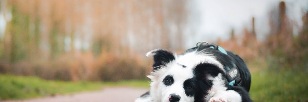 Border, Droga, Collie, Pies