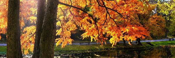 Jesień, Rzeczka, Park, Słońce, Drzewa