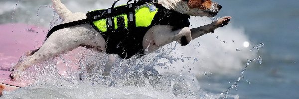 Ratownik, Pies, Jack Russell Terrier