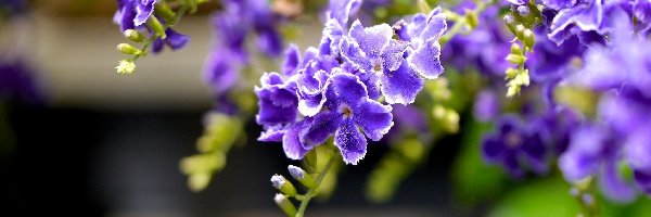 Duranta, Kwiaty, Fioletowe