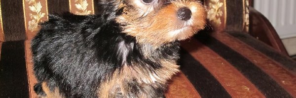 Kanapa, Yorkshire Terrier