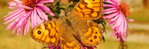 Kwiaty, Osadnik megera, Motyl