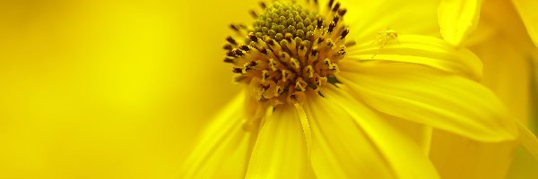 Kwiat, Żółty, Rudbekia naga
