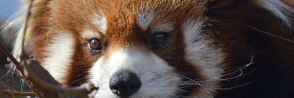 Pandka ruda, Panda, Czerwona