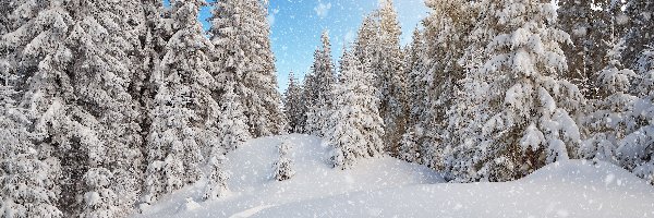 Śnieg, Karpaty, Świerki, Ośnieżone, Zima, Las, Promienie słońca, Ukraina