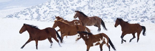 Konie, Śnieg, Zima