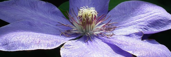 Clematis, Kwiat, Przyroda