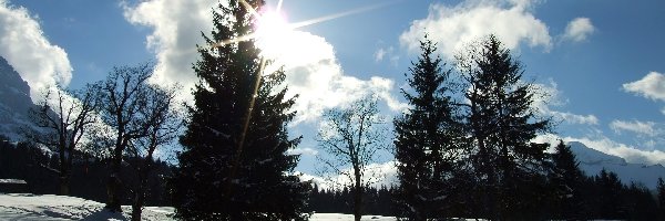 Śnieg, Zima, Drzewa, Słońce