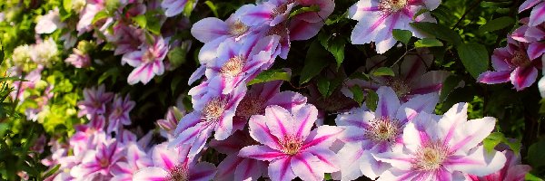 Clematis, Różowy, Kwity