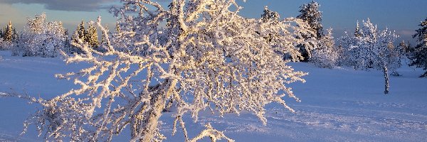 Śnieg, Drzewo, Ośnieżone, Zima