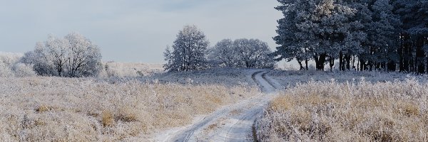 Zima, Oszronione, Droga, Drzewa, Pola