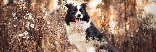 Język, Rośliny, Border collie