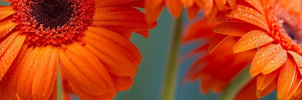 Gerbera, Kwiaty