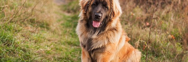 Leonberger, Pies, Brązowy