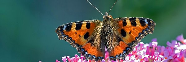 Makro, Rusałka, Motyl, Kwiaty, Pokrzywnik