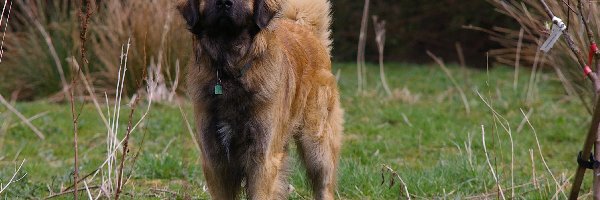 krzaki, Leonberger