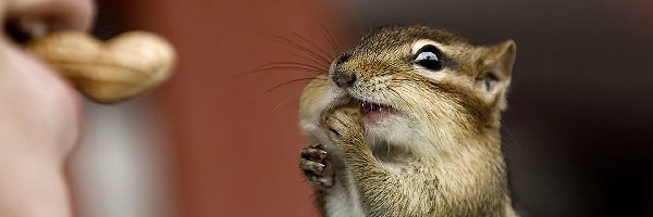 Orzeszek, Dziewczynka, Chipmunk