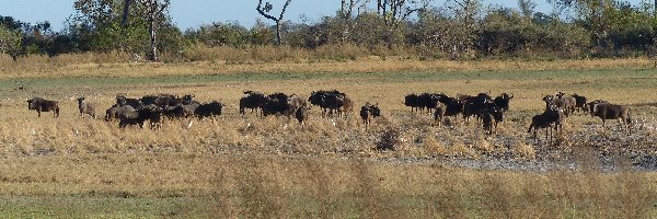 Sawanna, Drzewa, Trawa, Stado, Gnu