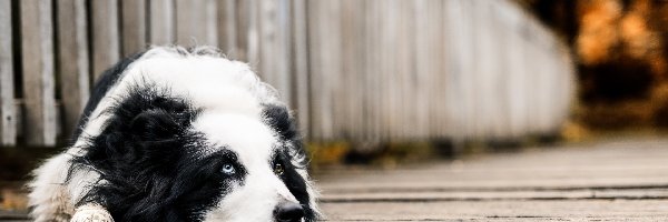 Rozmycie, Most, Border collie